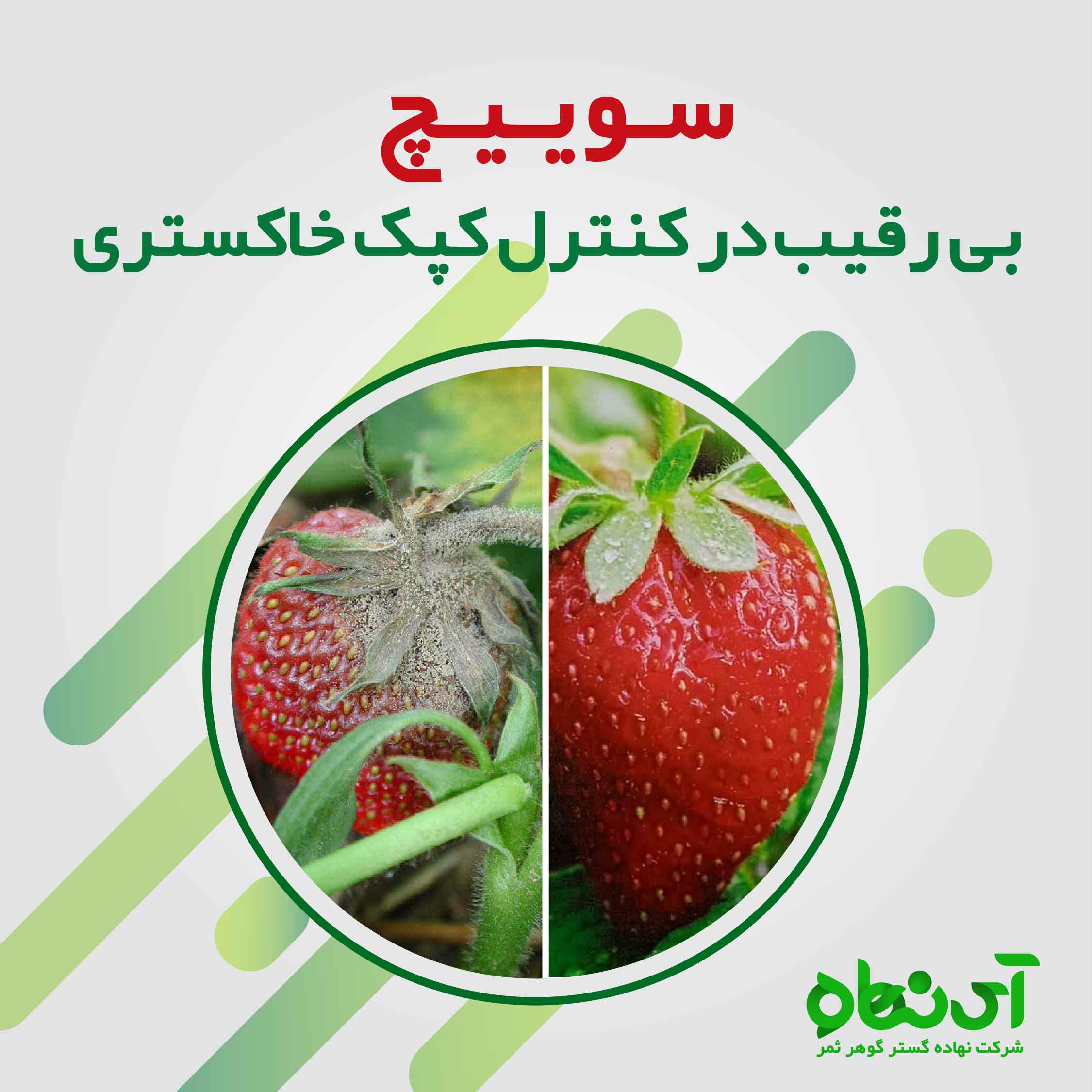 سوئیچ، محصولی خوش سابقه و درخشان از سینجنتا